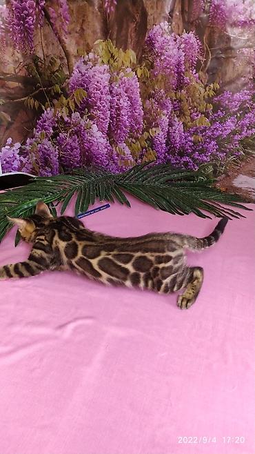 Продажа кошек: Красивейшие Бенгальские котята с огромными розетками. Проф питомник — 2