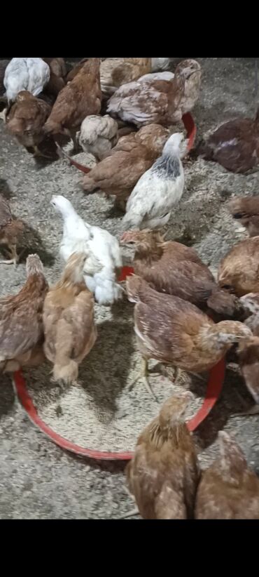 Cücələr: Toyuq cücələri, Damazlıq -da lalafo.az — 5 Cücələr: Toyuq cücələri, Damazlıq — 5