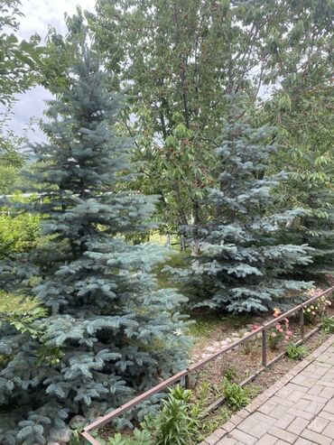 саженцы ель голубой: Саженцы деревьев: Ели