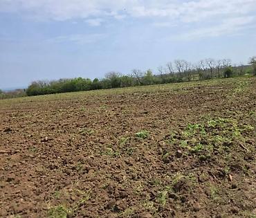 prodaja kuca negotin: Poljoprivredno zemljište – Smederevo (lokacija ucratana na mapi) - — 4