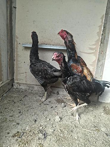 Xoruzlar: Xoruz, Heyratı, il: 2, Ödənişli çatdırılma — 10