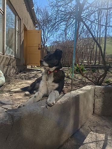 Продажа собак: Колли, 7 месяцев, Самец — 18