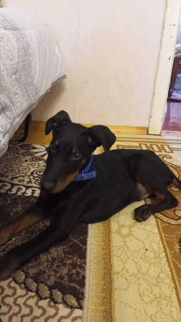 qurdbasar balası: Doberman