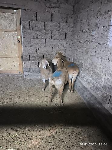 Баран, овца: Продаю | Овца (самка), Ягненок | Арашан | Для разведения | Ярка — 3