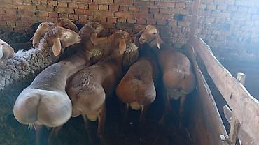 Баран, овца: Продаю | Овца (самка) | Для разведения — 7