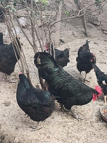 çin aslanı: Toyuq, Yumurtalıq — 9