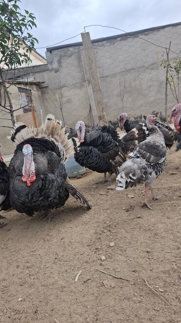 Hinduşka: Erkək, Amerika, Damazlıq, Ünvandan götürmə — 8