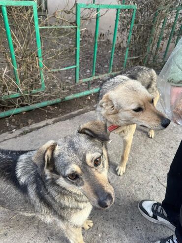 собаки пудель: Собака даром: Дворняжка, 3 года, Самка