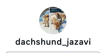 Psi: Jaze malog rasta oštenjene 23.08.2025.Uvezena genetika iz — 14