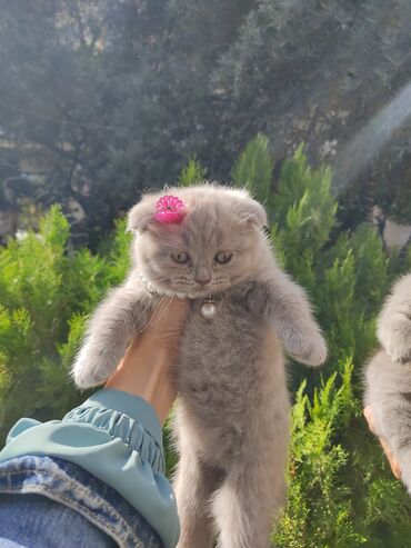 Pişiklər: Britaniya və Scottish və digər növlərin bala pişikləri var. Qiymətləri — 12