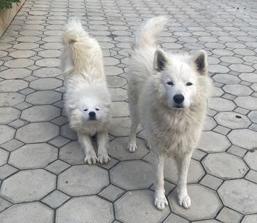 İtlər: Samoyed — 10