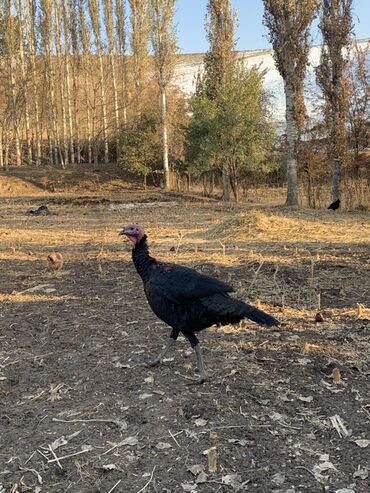 продажа щенков немецкой овчарки в бишкеке с документами: Продаю | Индюк (самец) | Черный принц | Для разведения | Племенные at lalafo.kg продажа щенков немецкой овчарки в бишкеке с документами: Продаю | Индюк (самец) | Черный принц | Для разведения | Племенные