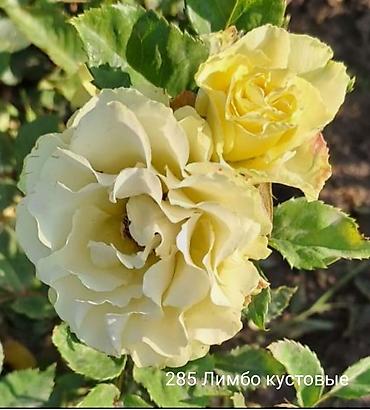 Rose saplings: Кустовые розы — сорта: - Э Шропшир Эд (№534): густомахровые — 41