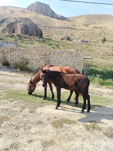 məndə at vasapda: Balanan biryerdə 1300. YORĞA DAYÇADI 7 AYLIĞ DAYÇADI. 6 AYLIĞ AT — 1