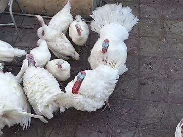yumurta hinduşka: Erkək, Kanada, Damazlıq — 4