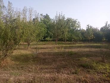 emlak.az sumqayit: 6 sot, Tikinti, Maklerlər narahat etməsin, Kupça (Çıxarış) — 5