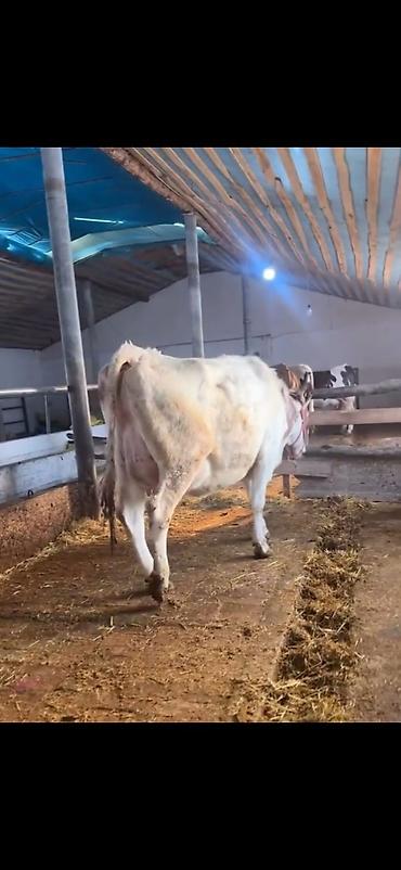 Inəklər, öküzlər: Südlük inək və buzov - Cins: alaca (şəkillərdə qırmızı-alaca rəngli) — 11