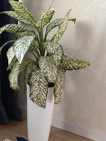 цветы комнатне: Аглаонема (пестролистная, variegata) в напольном кашпо. - Эффектные — 2
