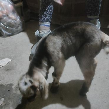 Другие животные: Козлёнок 1 месяц крупный 11 тыс. черный . есть белые. порода — 9