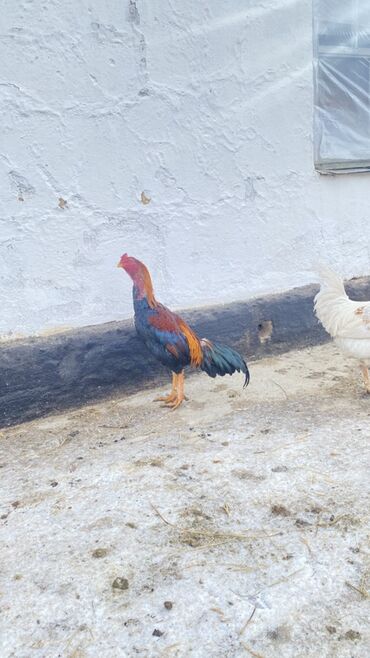Куры, петухи: Продаю | Петух | Для разведения — 9