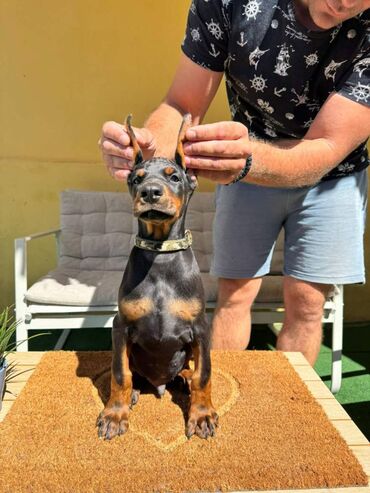 Psi: Doberman stenad. Ostenjeni su 28.06.2025. Spremni su za preuzimanje — 21