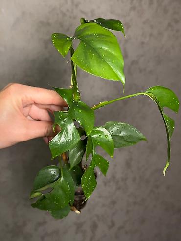 Другие комнатные растения: Добрый день! В продаже комнатные растения: Сингониумы - конфетти — 12