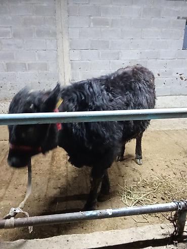 Коровы, быки: Продаю | Бык (самец) | На откорм | Привязанные — 3