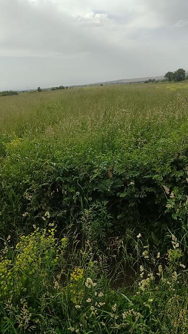 село арчалы: 300 соток, Для сельского хозяйства — 9