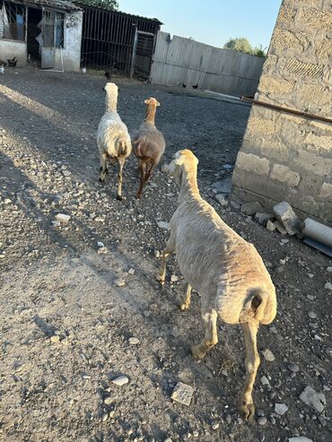 Qoyunlar, qoçlar: Dişi, il: 5, 26 kq, Ətlik, Ünvandan götürmə