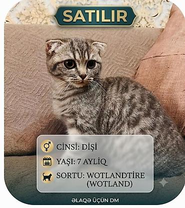 Dişi lalafo.az -da Dişi