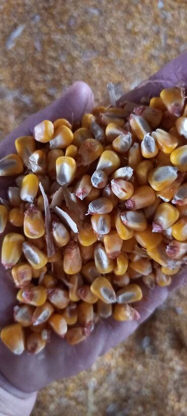 кукуруза китай: Кукуруза рушенная беловодск жугору сатылат 3 тонна бар