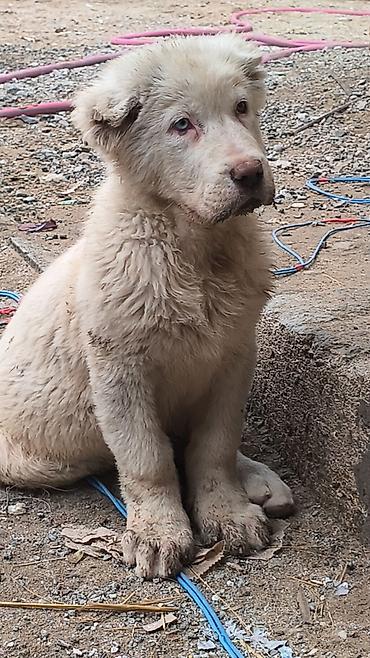 İtlər: Alabay — 5