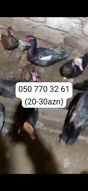 Ördəklər: - Növ: Lal ördək, amerikan sortu (Muscovy ducks). - Rənglər: tünd, ağ — 11