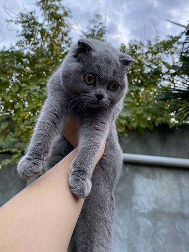 ragdoll pişik: Шотладская вислоухая