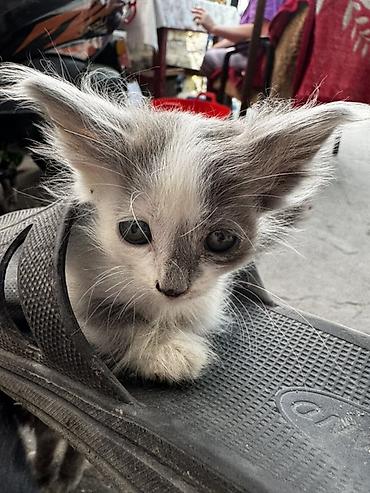 Мышыктар: Котята, домашние отдам в добрые руки - Помет очаровательных котят с — 1