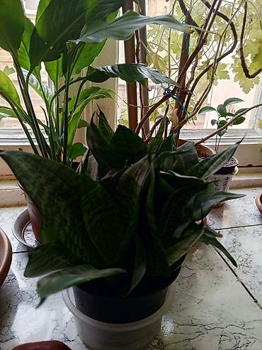 roza: Satılır: otaq bitkiləri dəsti 1) Spathiphyllum (Sülh zanbağı) - — 3