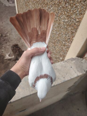 Göyərçinlər: Heyvanlarn hamsi tam saglamdi cut cutde satilir komda tek tekde — 4