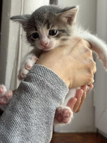 Pişiklər: Yaxşı əllərə — 8