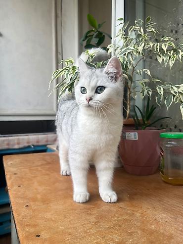 Кошки: Шиншилла, Самка, В добрые руки — 2