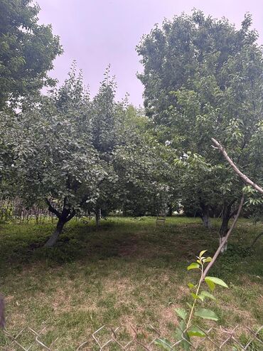 Meyvə və giləmeyvə: Salam Quba rayonunda Dağlı kəndinde 'Qırmızı qesebe' -nin üst — 6