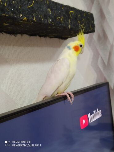 Tutuquşları: SALAM ENDİRİMLƏRƏ DAVAM. 💥🔥.HAZIR DANIŞAN QUŞLAR SATILIR!!!!!! Yaş — 7