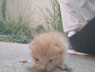 scottish fold: СРОЧНО! помогите подкинули котенка во двор, отдать некому💔 очень — 1