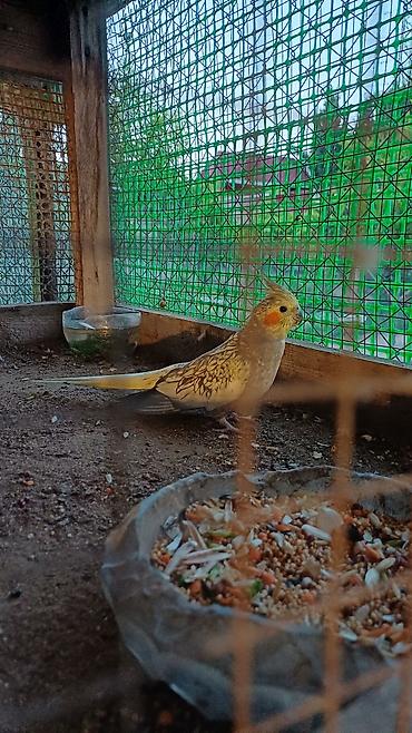 qəfes: Nymph paraket (Cockatiel) – sarı-boz rəngli, yanaqlarında narıncı — 2