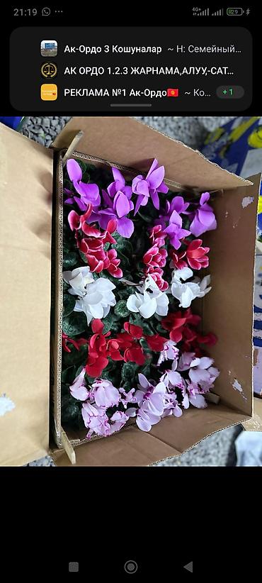 Другие комнатные растения: ОПТОМ Цикламен в горшке — комнатное цветущее растение. Описание: - — 2