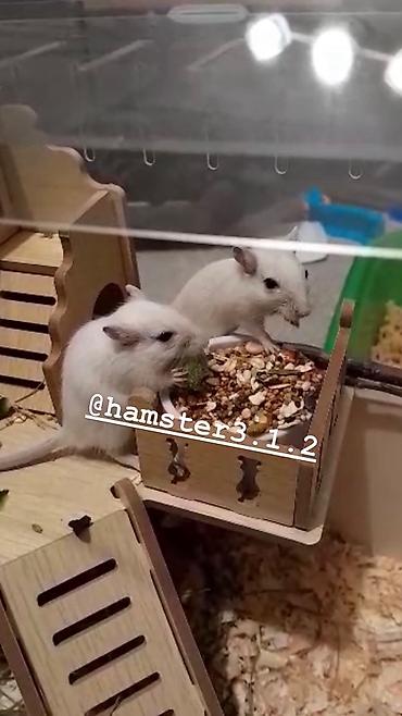 Птицы: Продаются РУЧНЫЕ песчанки. От них НЕТ ЗАПАХА, как от хомячков и крыс — 10