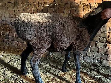 Баран, овца: Продаю | Овца (самка) | Для разведения | Племенные — 7