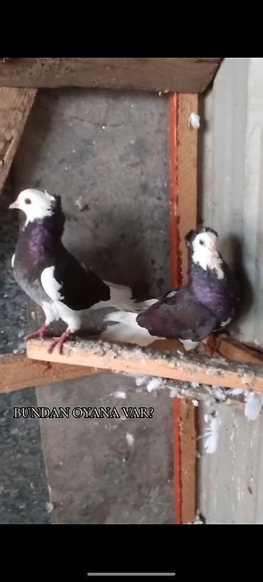 qaz ve ordek satisi: Ağ baş alma kəkili dəst ağ quyruqlar ünvan Sabirbard — 4