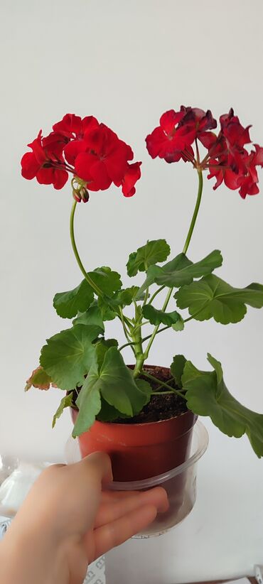 Другие комнатные растения: Бишкек мкрн Кок Жар и рабочий городок! Пеларгония карликовая - — 11
