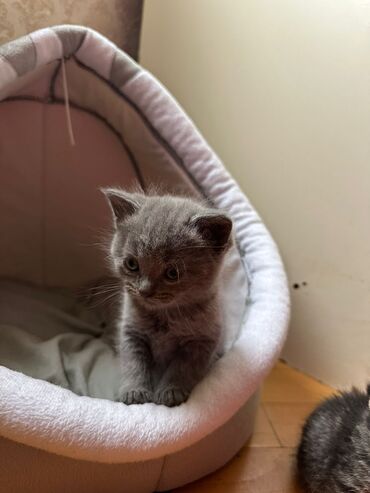 Pişiklər: Erkək, Dişi, Yaxşı əllərə, Pulsuz çatdırılma, Ödənişli çatdırılma, Rayonlara çatdırılma — 9