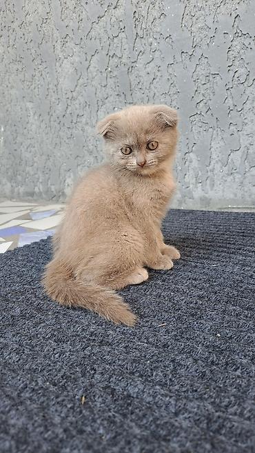 Мышыктар: Скотиш Фолд (Шотландиялык шалпаң кулак), 2 айлык, Ургаачы, Кызгылт көгүш — 1